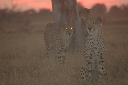 Cheetah sunset 2 